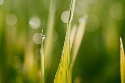 Close-up of dew on grass