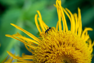 Close-up of insect on yellow flower