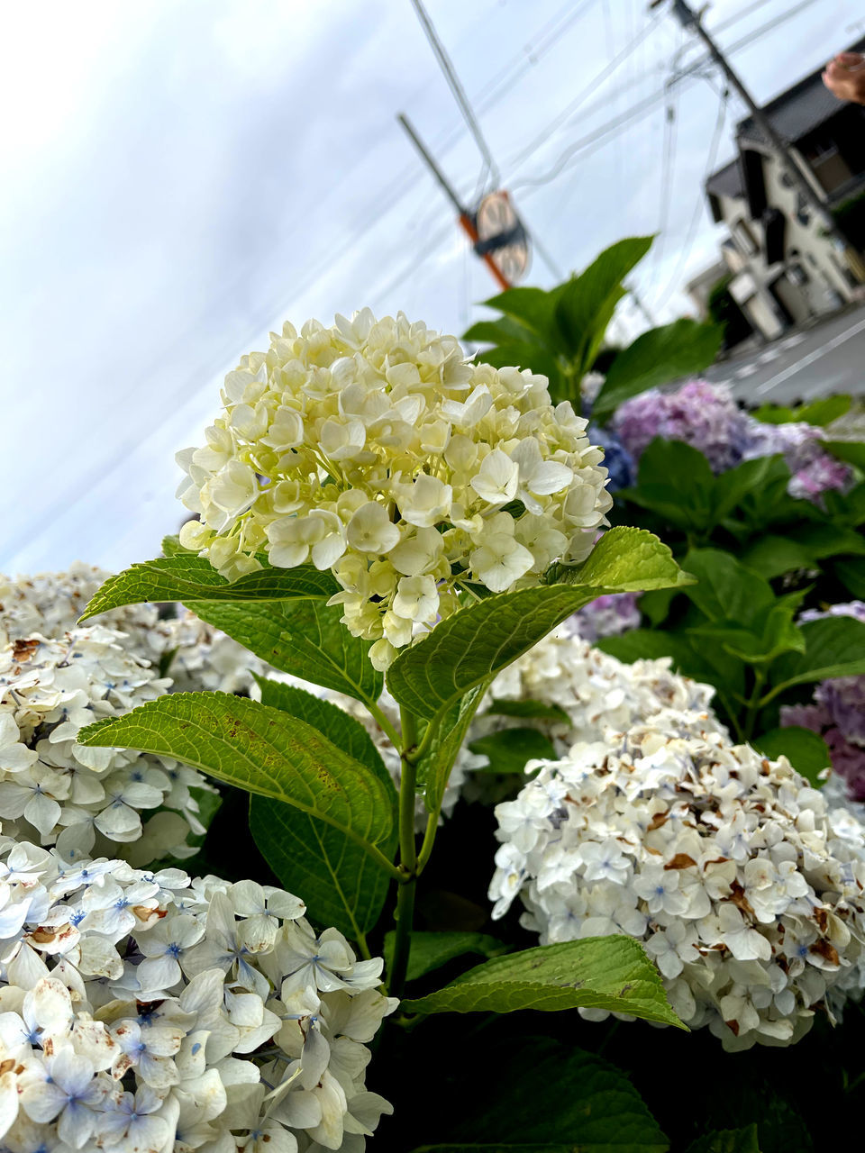 CLOSE-UP OF FRESH WHITE FLOWERING PLANTS