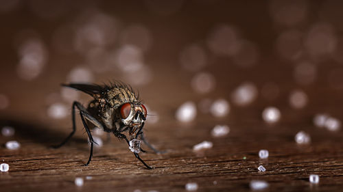 Close-up of fly on table