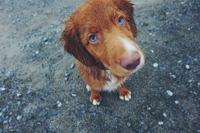 Close-up of dog on street