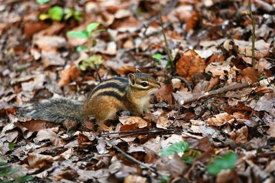 Squirrel on field during autumn