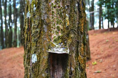 Close-up of tree stump in forest