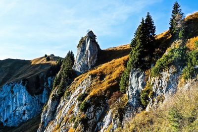 Low angle view of trees on mountain against sky