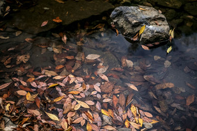 Leaves in pond