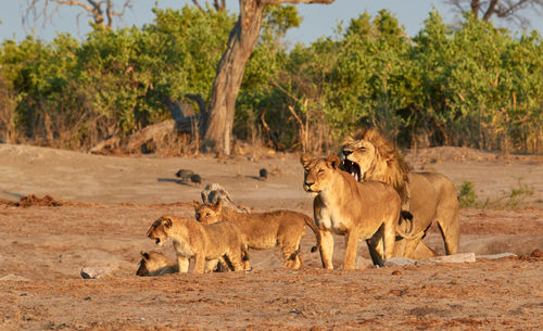 Pride of savuti lions, botswana