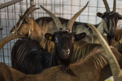 Close-up portrait of a goat