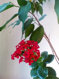 Close-up of red flowers against blurred background