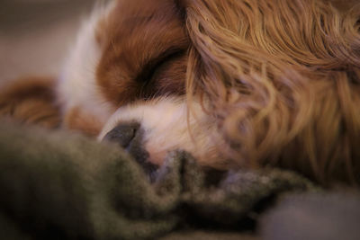 Close-up of dog sleeping