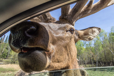 Close-up portrait of a horse