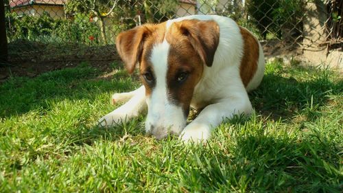 Portrait of black dog on grassy field