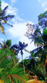 Low angle view of palm trees against sky