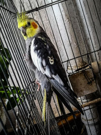 Low angle view of bird perching in cage