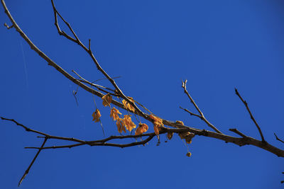 Low angle view of bare tree against clear blue sky