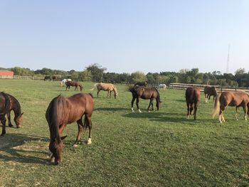 Horses grazing in field against sky