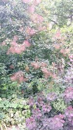 Full frame shot of flowers on tree