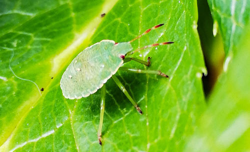 Close-up of insect on leaf