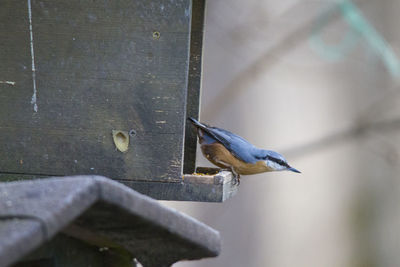 Close-up of bird perching on wood