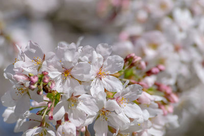 Close-up of fresh white flowers blooming in spring