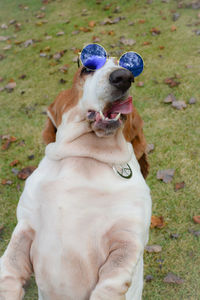 Close-up of dog on field wearing hippie glasses 