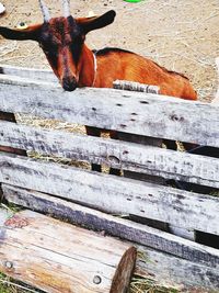 Portrait of animal on a fence