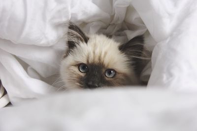 Portrait of cat relaxing in sheet