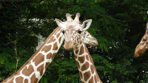 View of giraffe in zoo