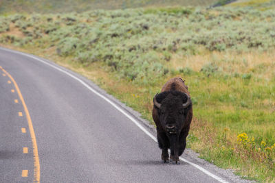Buffalo roams the lamar valley area of yellowstone national park