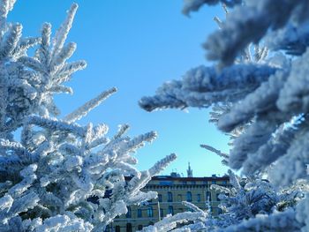 Snow covered trees against sky