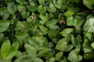 High angle view of leaves