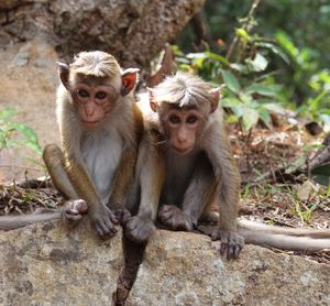 Portrait of monkeys sitting on rock