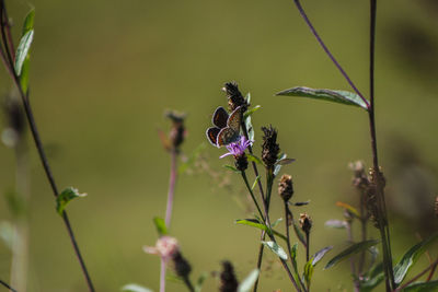 Close-up of insect on purple flowering plant