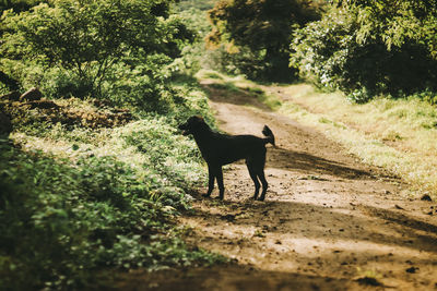 Dog walking on street amidst trees