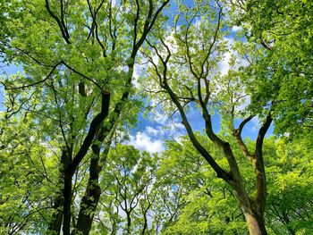 Low angle view of trees against sky