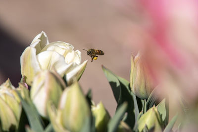 Close-up of bee pollinating flower