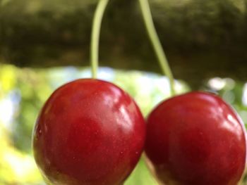 Close-up of apple on tree