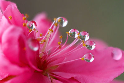 Close-up of raindrops on pink flower