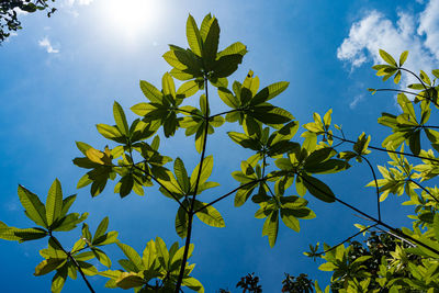 Low angle view of plant against sky on sunny day