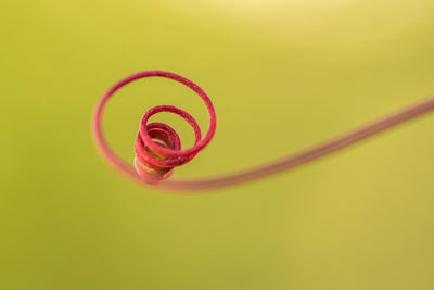 Close-up of red flower bud