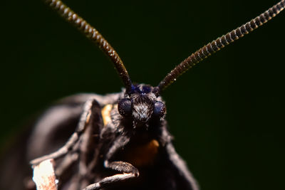 Close up of butterfly 's head with sark background.