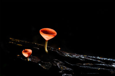 Mushrooms growing on wood against black background