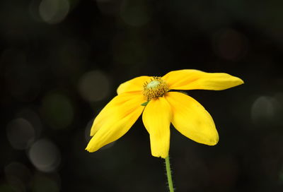 Macro shot of yellow flower