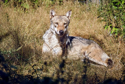 Portrait of lion relaxing on field