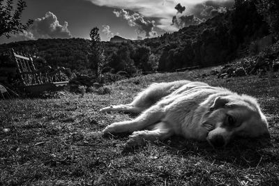 View of an animal resting on field