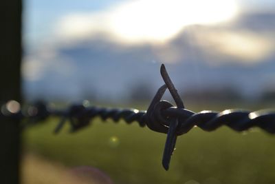 Close-up of barbed wire