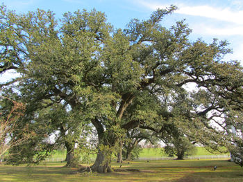 View of trees in park