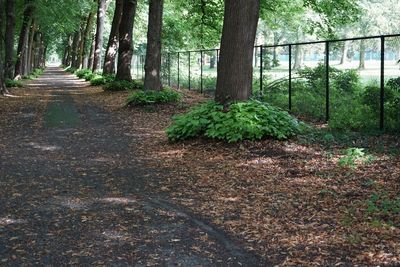 Empty road in forest