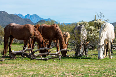 Horses grazing in a field
