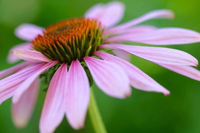 Close-up of eastern purple coneflower blooming outdoors