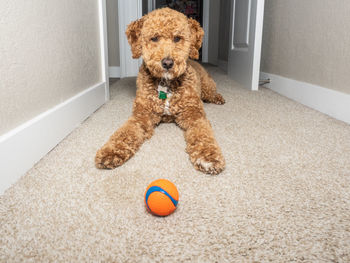 Portrait of dog playing with toy